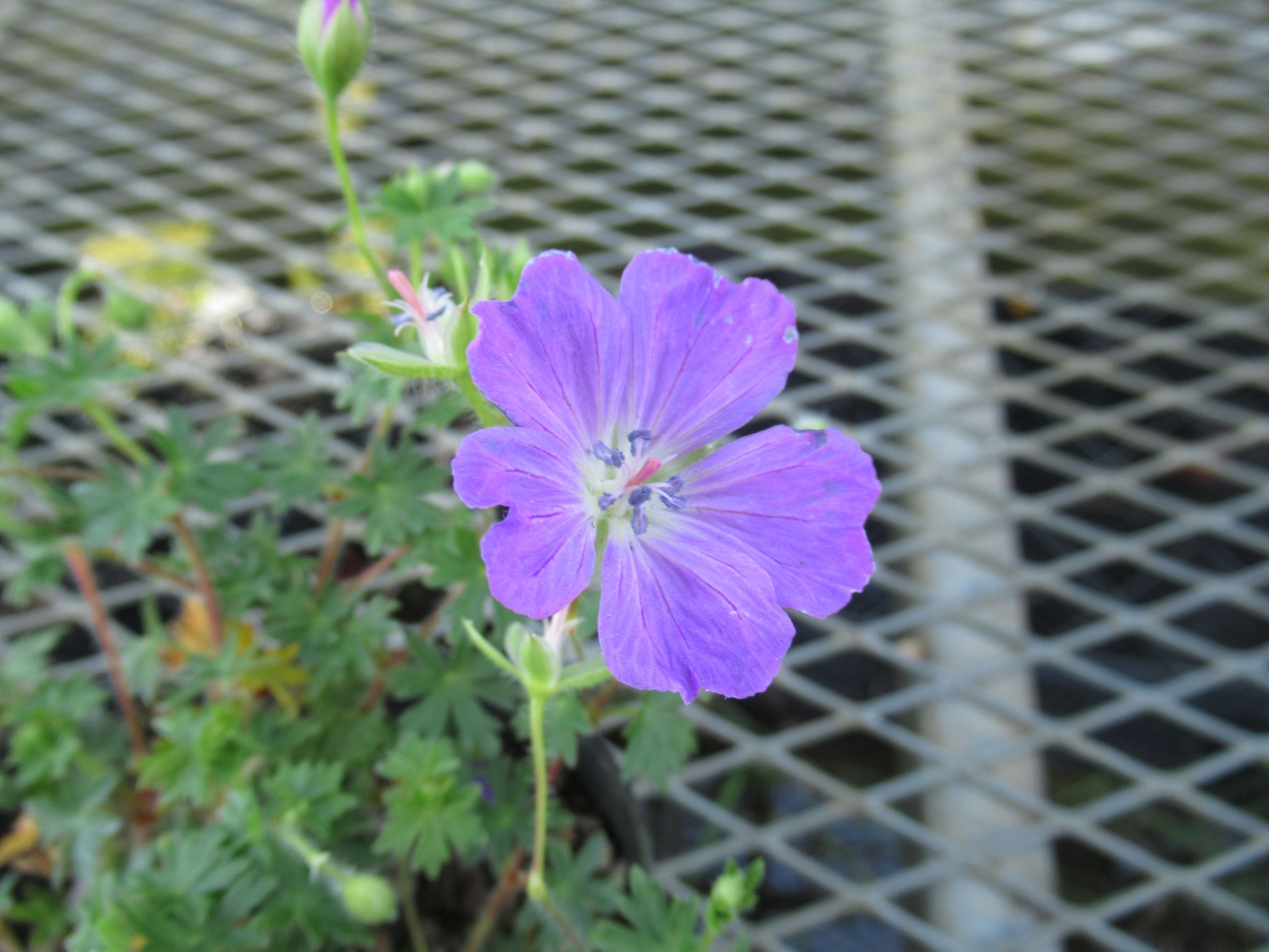 geranium008