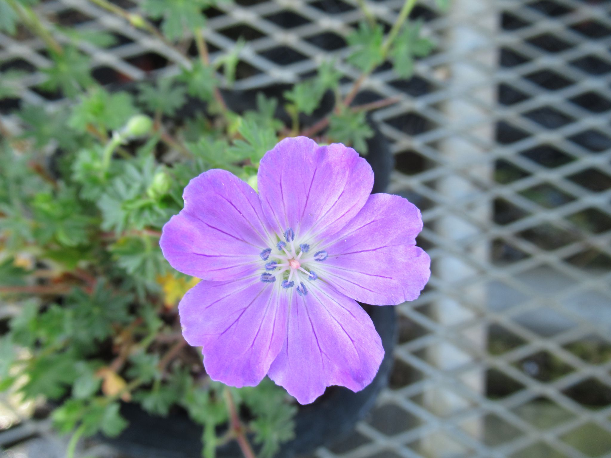 geranium008