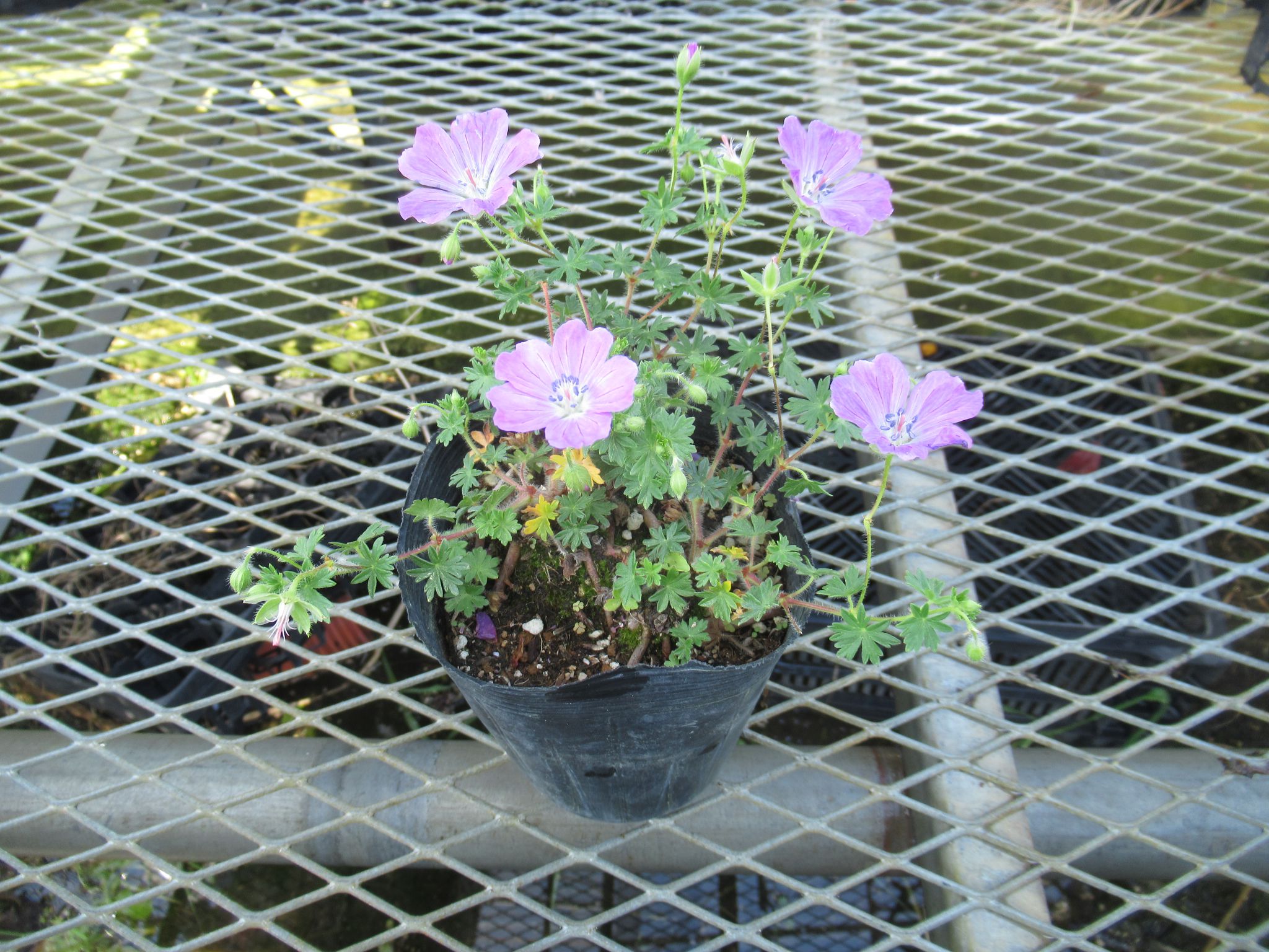 geranium008