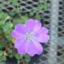 geranium008