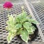 knautia001