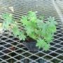 geranium010