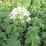 centranthus001