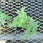 geranium010