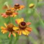 Helenium08