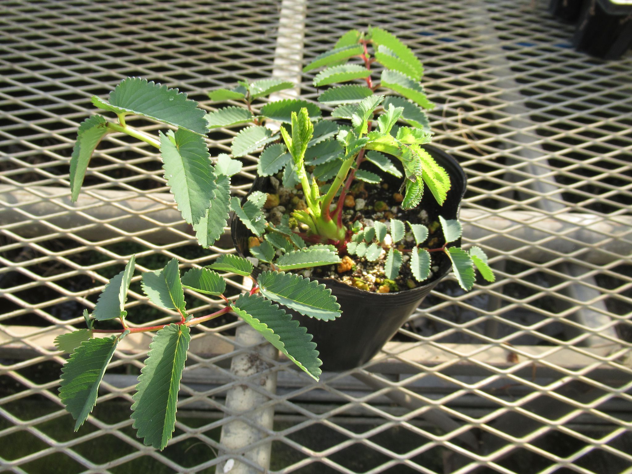 sanguisorba001