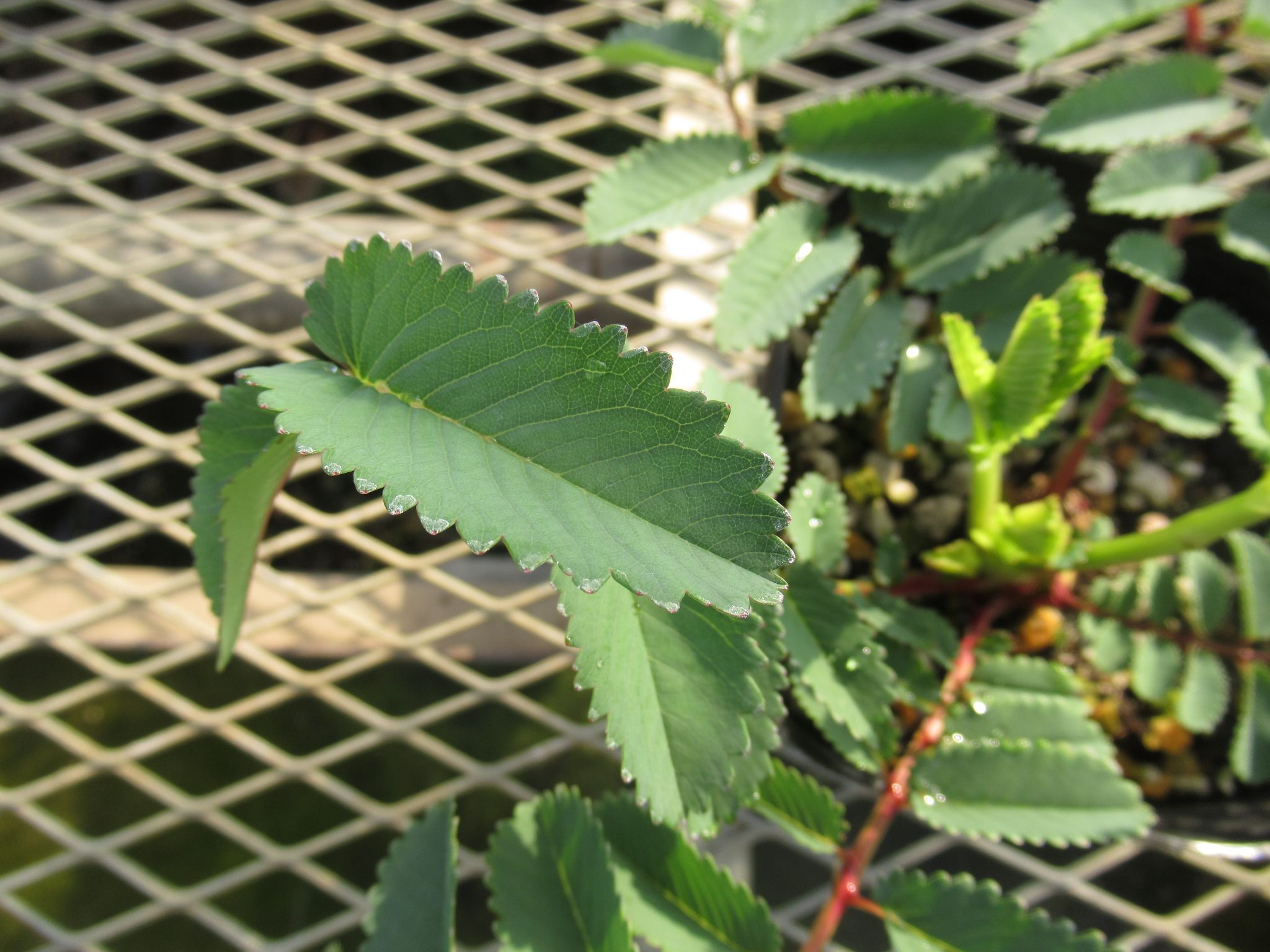 sanguisorba001