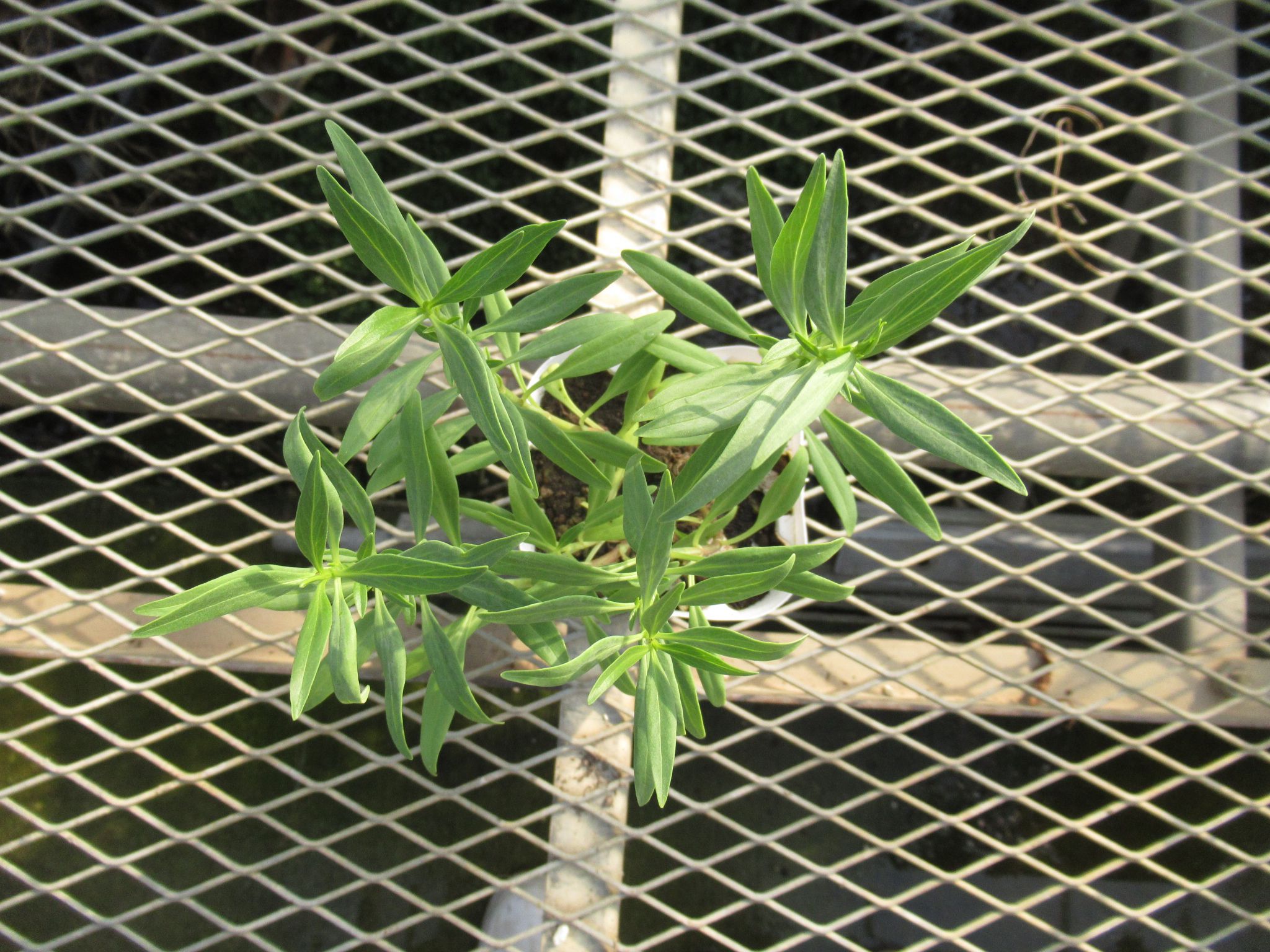 centranthus001