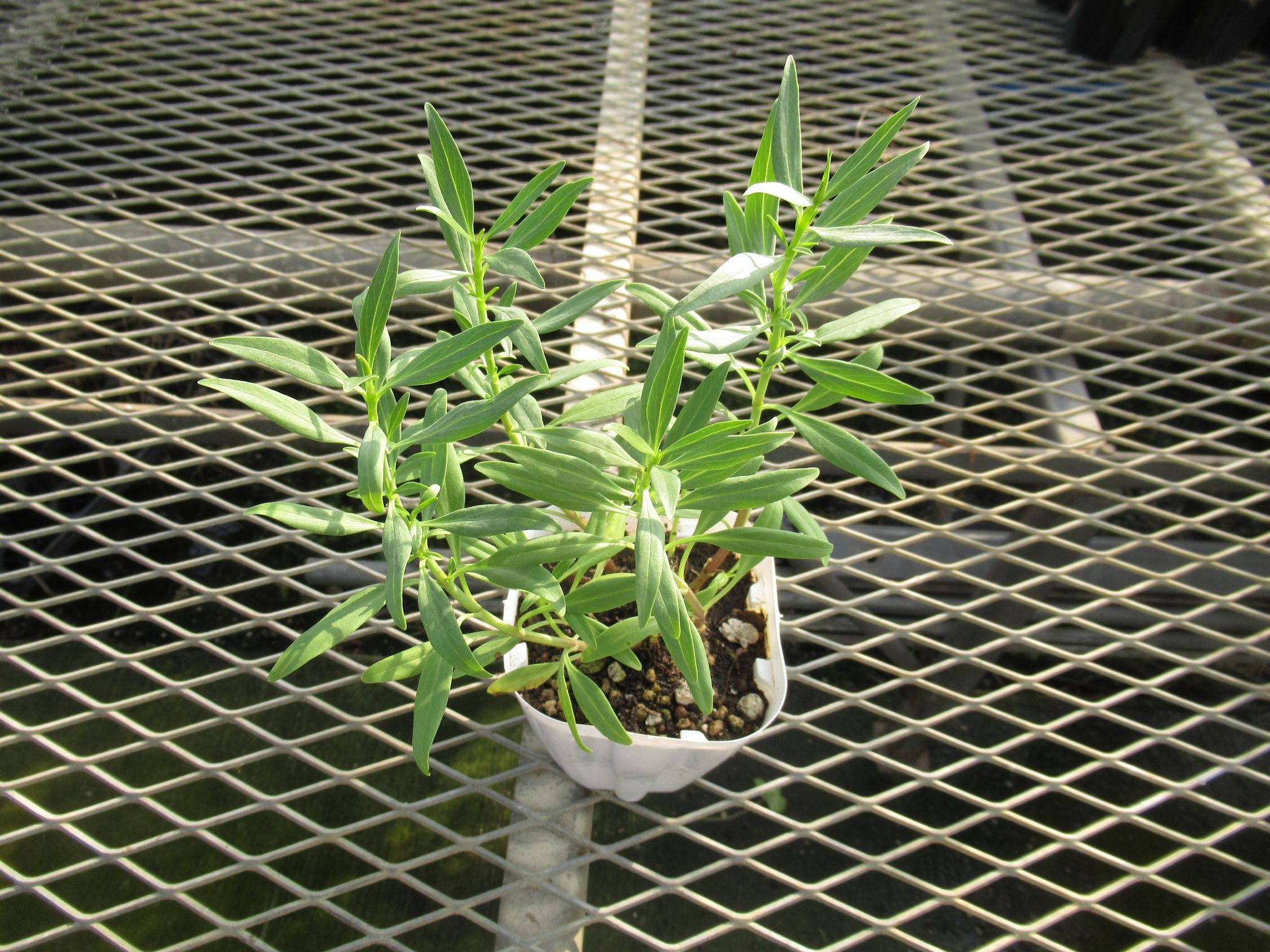 centranthus001