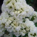 phlox006