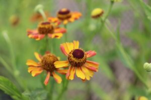 ヘレニウム　ベティの花苗