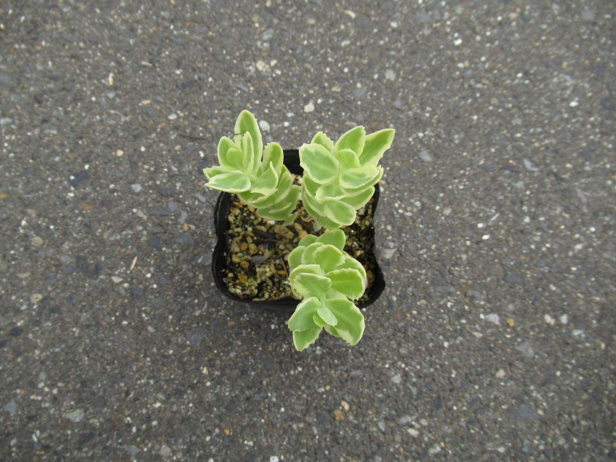 sedum001