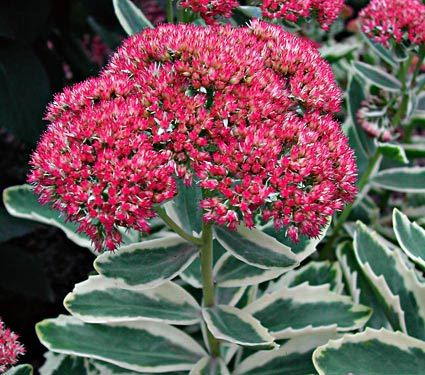 sedum001