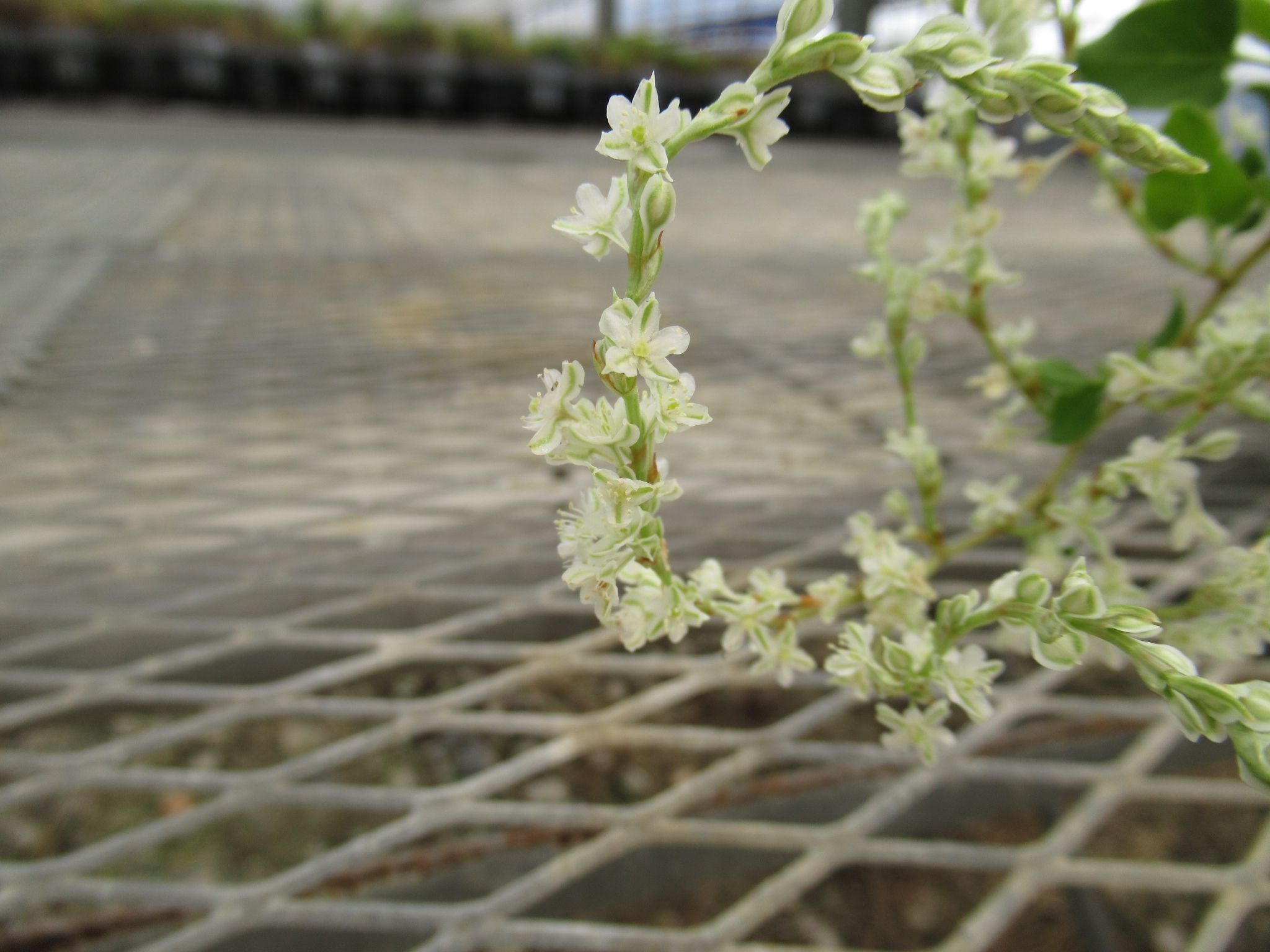 polygonum001