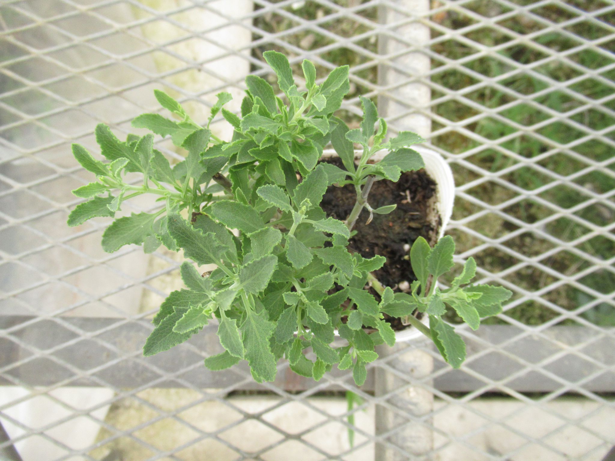 salvia014