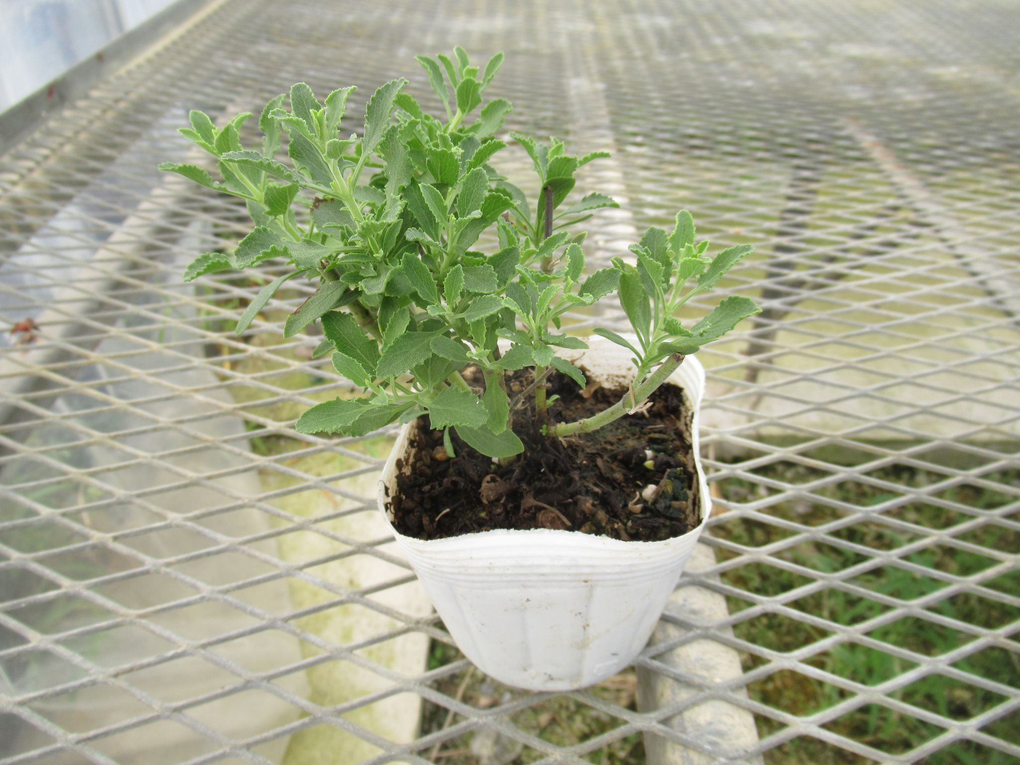 salvia014