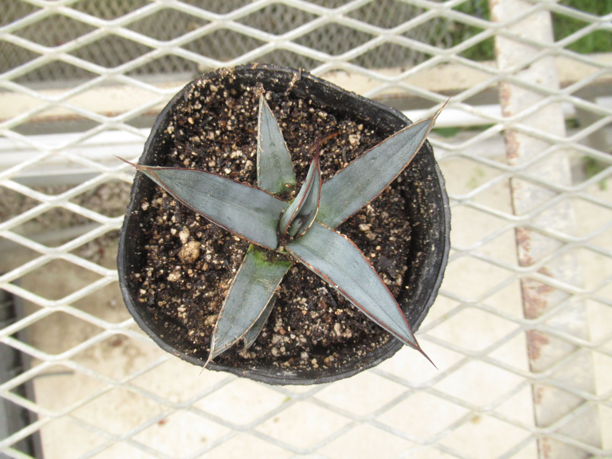 agave006
