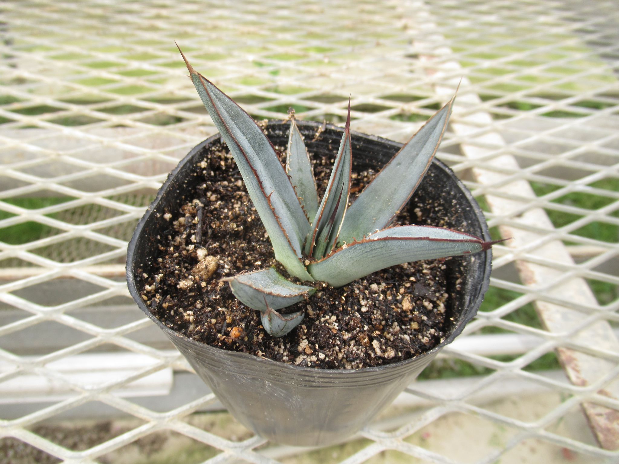 agave006