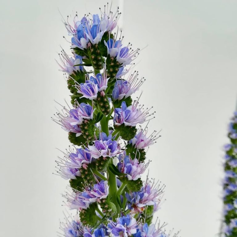 echium001