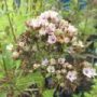 phlox009