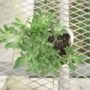 salvia014