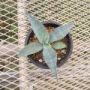 agave004