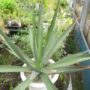 agave006