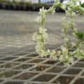 ナツユキカズラの花の画像です。