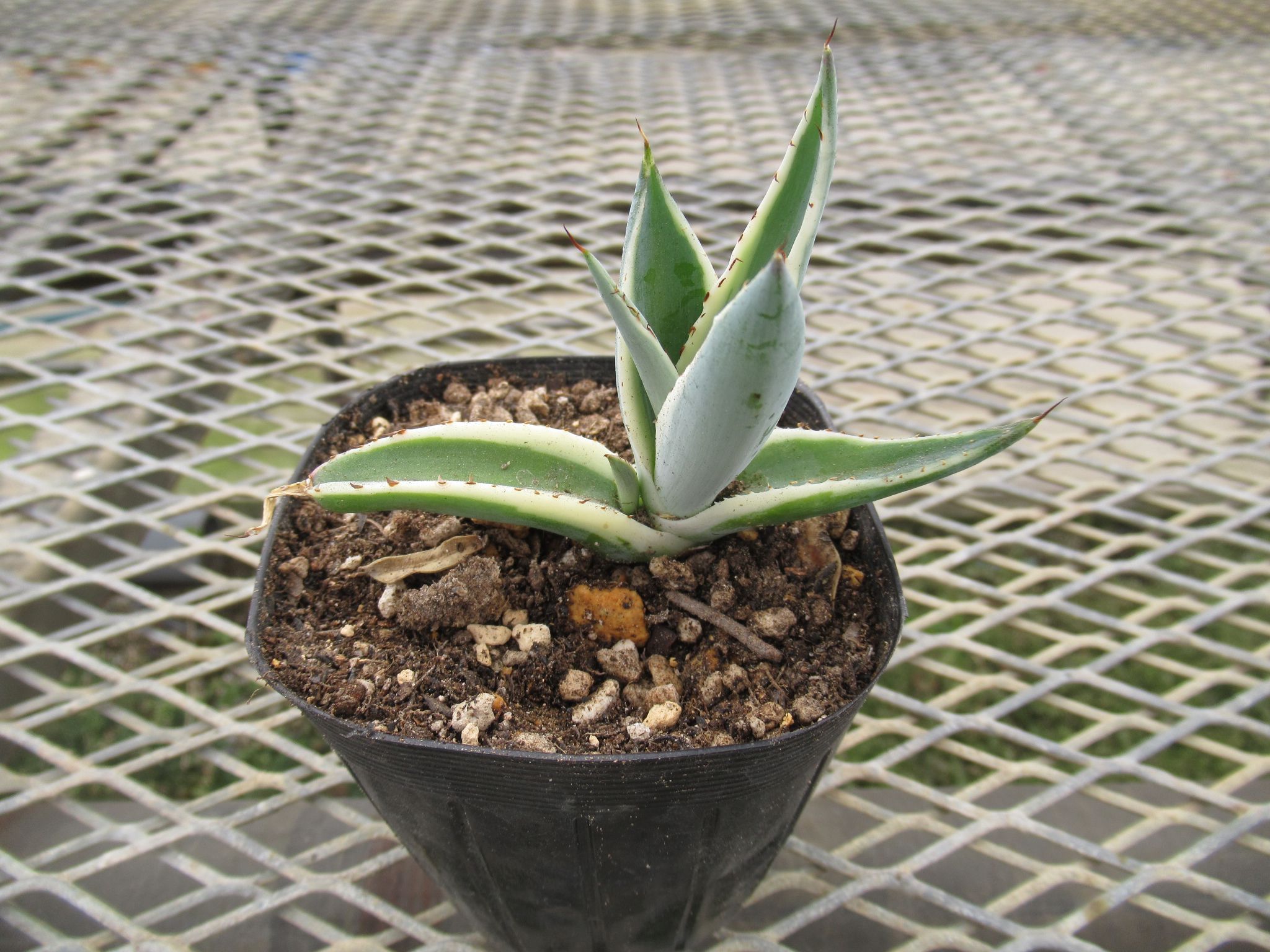 agave005