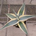 agave005