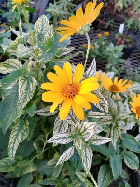 heliopsis001