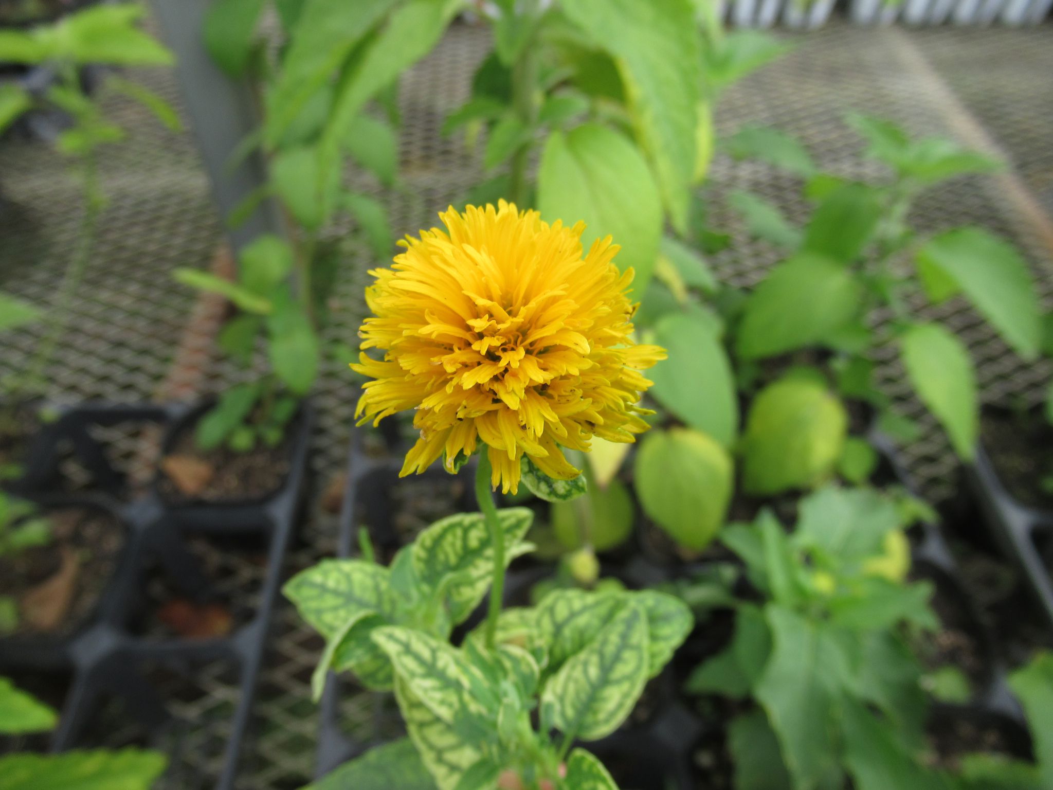 heliopsis001