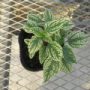 heliopsis001
