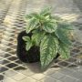 heliopsis001