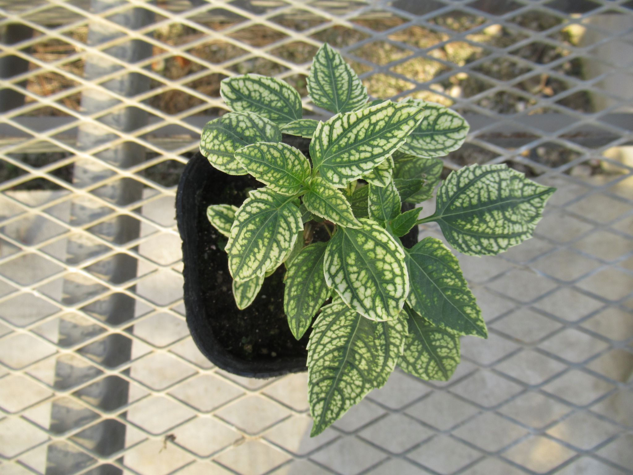 heliopsis001