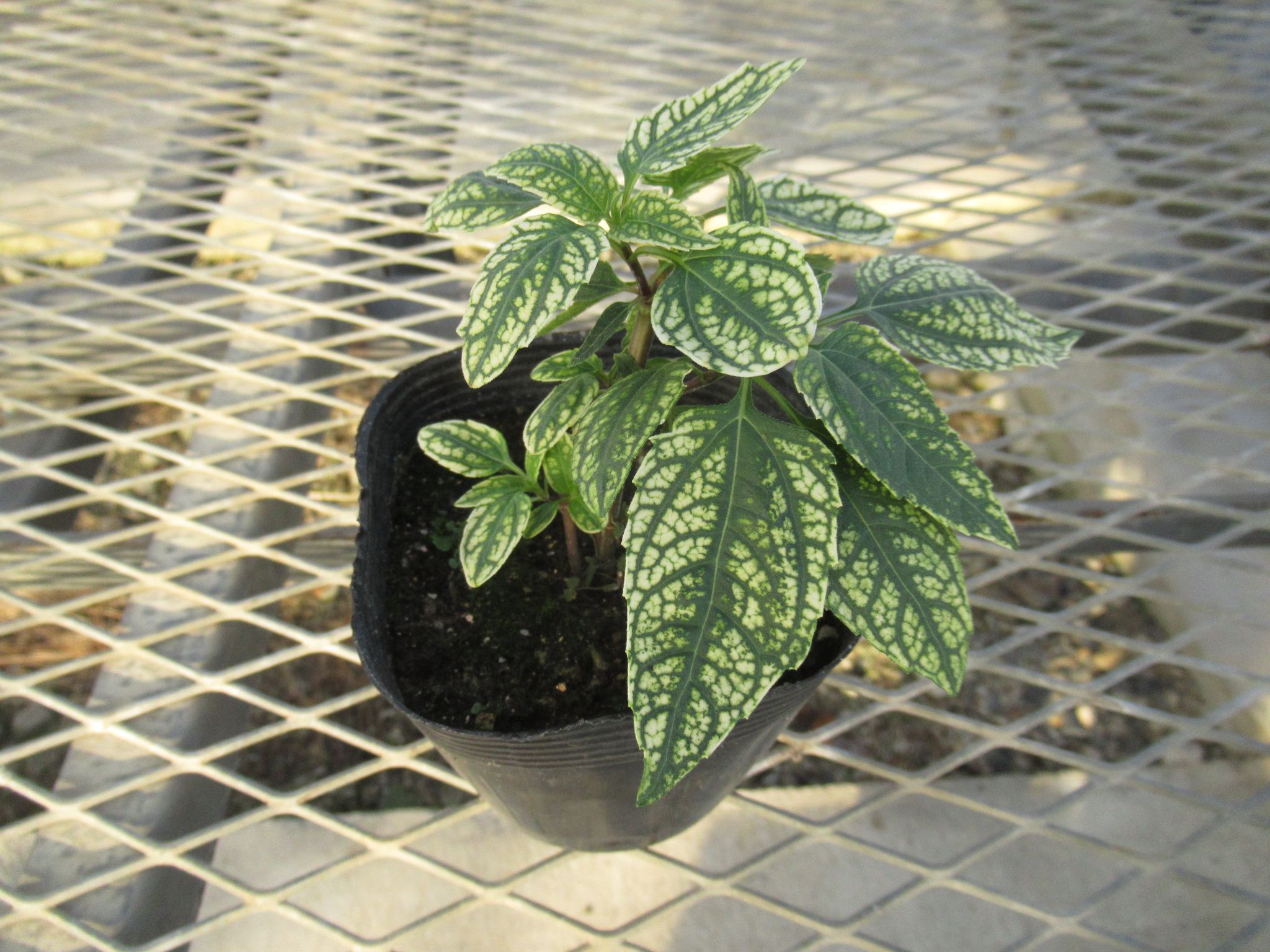 heliopsis001