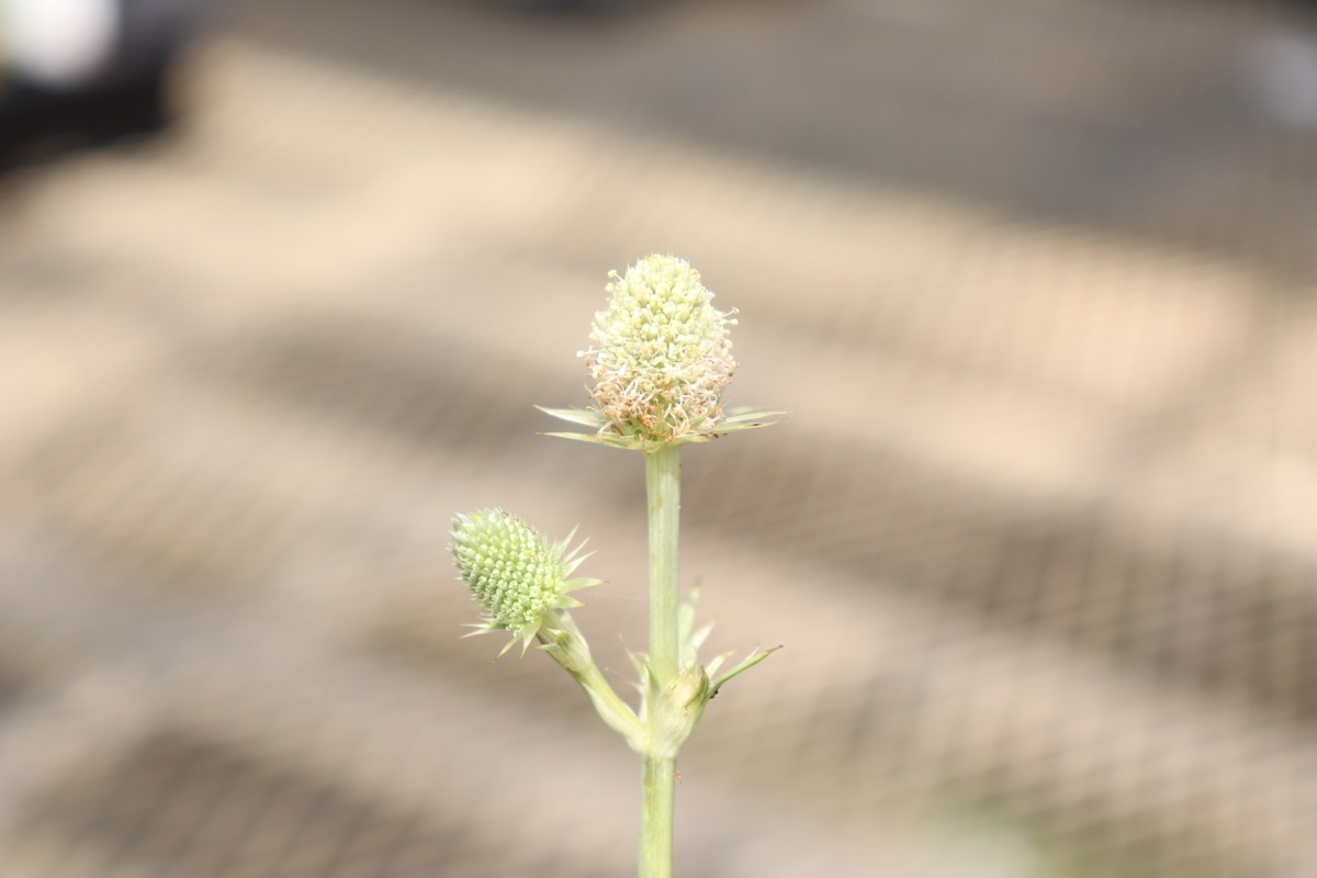 erymgium002