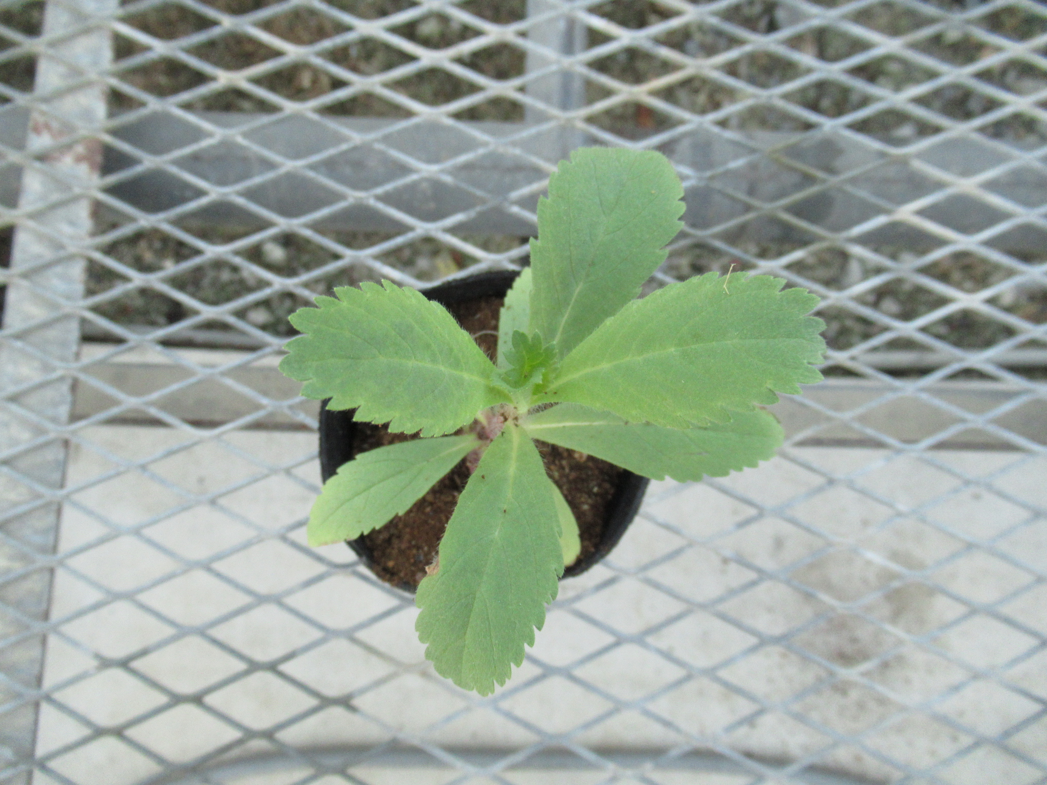 scabiosa001