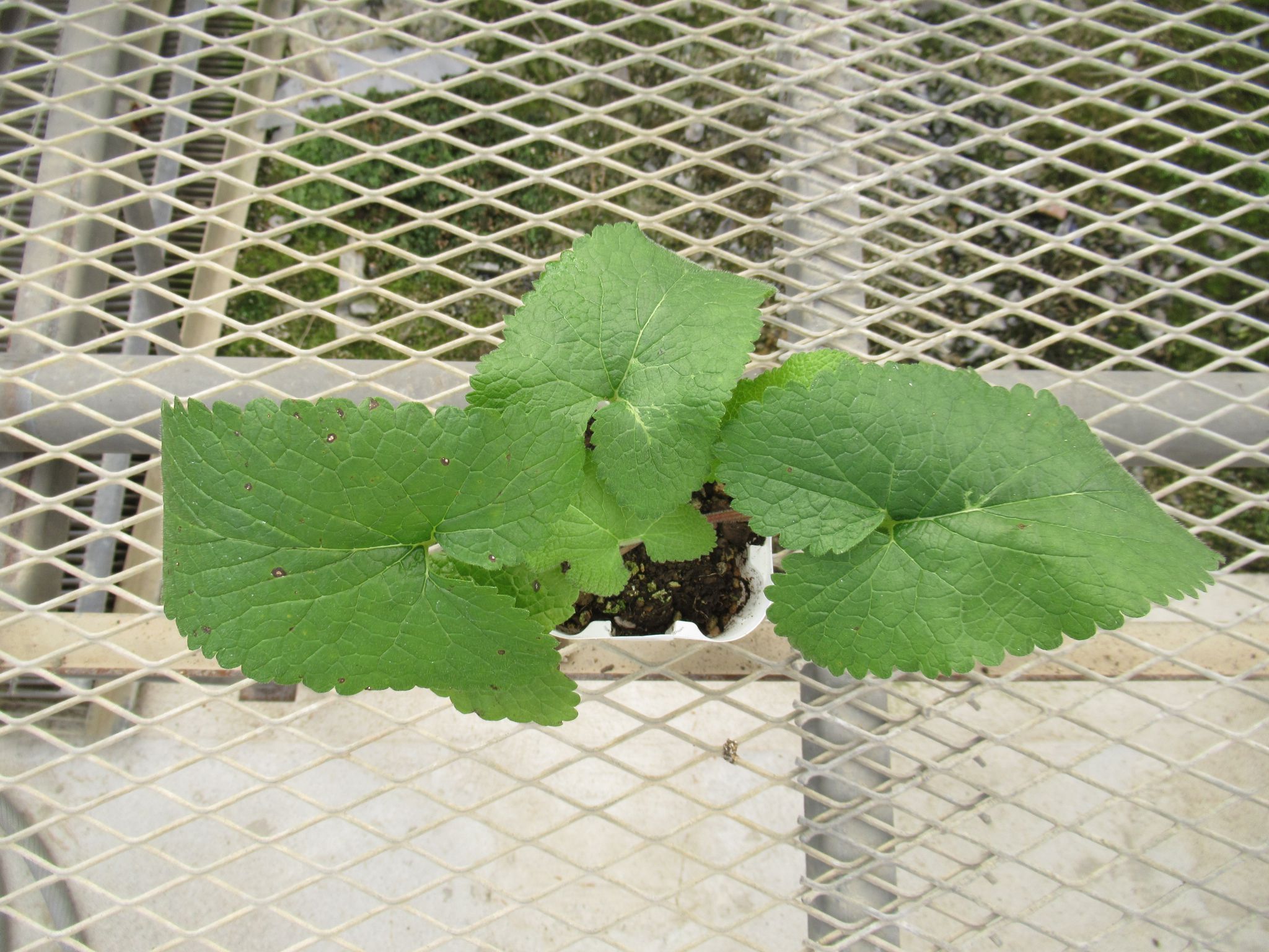phlomis006