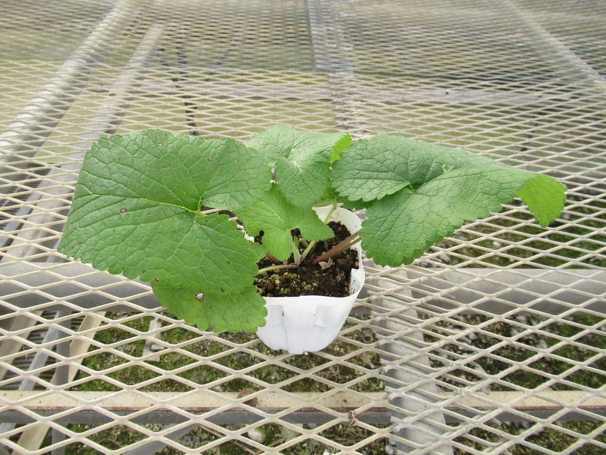 phlomis006