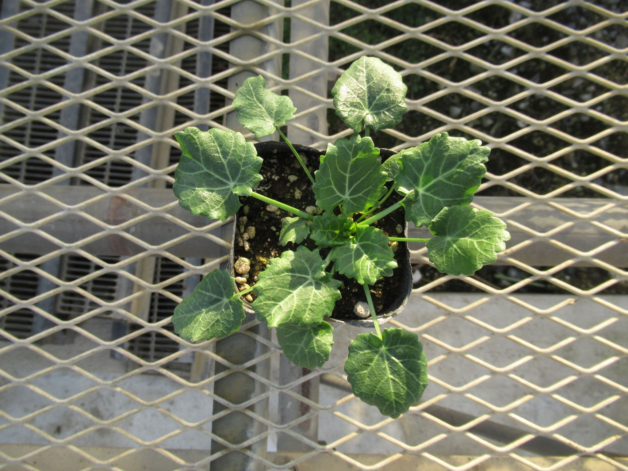 erymgium003