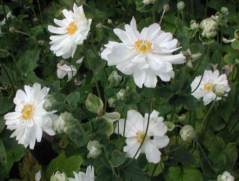 anemone001