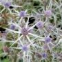 erymgium003