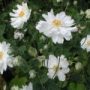 anemone001