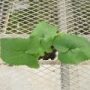 phlomis006