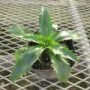 erymgium002