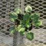 erymgium003