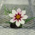 コレオプシス スタークラスターの花です。