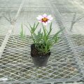 coreopsis004