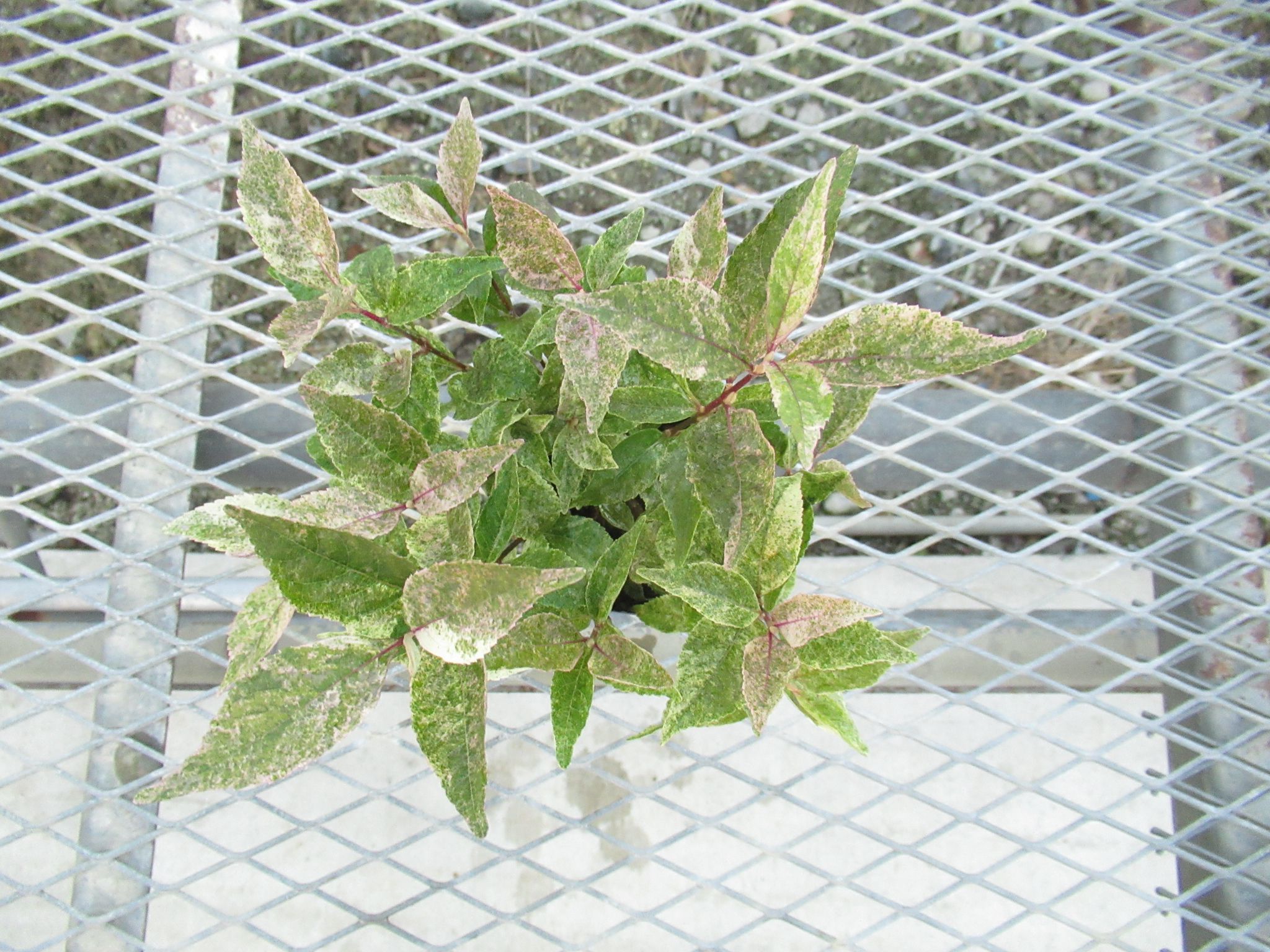 callicarpa001